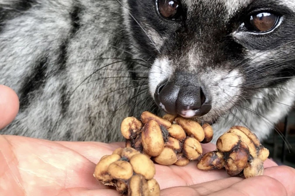 Ethical weasel coffee comes from wild civets roaming freely in coffee farms, not from caged or force-fed animals